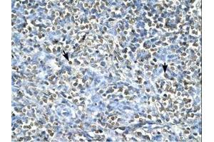Image no. 1 for anti-Asialoglycoprotein Receptor 2 (ASGR2) (AA 106-155) antibody (ABIN203049)