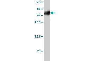 Western Blot detection against Immunogen (57.