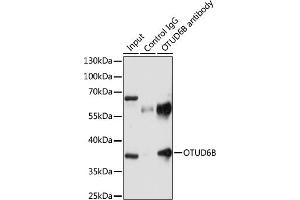 Immunoprecipitation analysis of 200 μg extracts of U-87MG cells using 3 μg OTUD6B antibody (ABIN7269123). (OTUD6B anticorps  (AA 31-323))