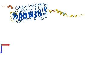 AlphaFold protein structure predicition of Mouse Recombinant Lrrc10 Protein, UniprotID Q8K3W2
