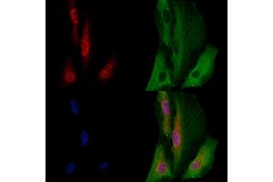 ABIN7094588 and ABIN7098637 staining  cells by IF/ICC. (EBF2 anticorps  (C-Term))