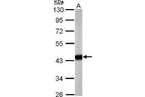 WB Image Sample (20 ug of whole cell lysate) A: mouse brain 10% SDS PAGE antibody diluted at 1:5000 (Pyruvate Dehydrogenase E1 alpha (Center) anticorps)