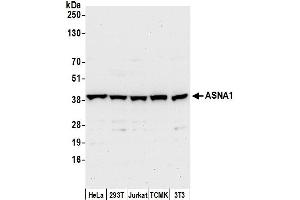 Western Blotting (WB) image for anti-ArsA Arsenite Transporter, ATP-Binding, Homolog 1 (ASNA1) (AA 1-50) antibody (ABIN7450974)