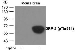 Western blot analysis of extracts from Mouse brain tissue using DRP-2 (Phospho-Thr514) Antibody. (DPYSL2 anticorps  (pThr514))