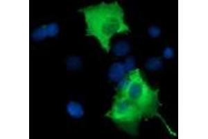 Image no. 6 for anti-phosphoinositide-3-Kinase Adaptor Protein 1 (PIK3AP1) antibody (ABIN1496822) (PIK3AP1 anticorps)