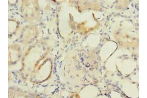 Immunohistochemistry of paraffin-embedded human kidney tissue using ABIN7153114 at dilution of 1:100 (Formin-Like 1 anticorps  (AA 207-457))