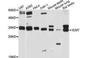 Western blot analysis of extracts of various cell lines, using ICMT antibody (ABIN5997948) at 1/1000 dilution. (ICMT anticorps)