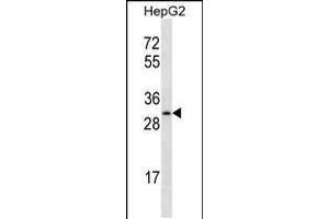 Western blot analysis in HepG2 cell line lysates (35ug/lane). (OR4C12 anticorps  (C-Term))
