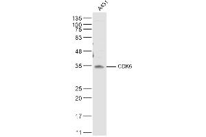 A431 lysates probed with CDK6 Polyclonal Antibody, Unconjugated  at 1:500 dilution and 4˚C overnight incubation. (CDK6 anticorps  (AA 21-110))