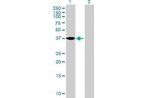 Western Blot analysis of FST expression in transfected 293T cell line by FST MaxPab polyclonal antibody. (Follistatin anticorps  (AA 1-344))