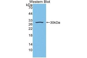 Detection of Recombinant IGFBP4, Mouse using Polyclonal Antibody to Insulin Like Growth Factor Binding Protein 4 (IGFBP4) (IGFBP4 anticorps  (AA 22-254))