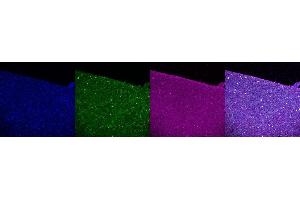 Immunohistochemistry (IHC) image for anti-Calbindin 2 (CALB2) antibody (ABIN7456140)