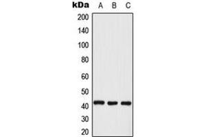 Western blot analysis of ERK2 expression in KNRK (A), A431 (B), NIH3T3 (C) whole cell lysates. (ERK2 anticorps  (Center))