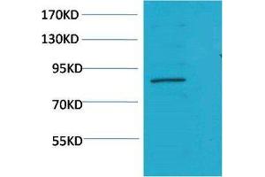 Western Blot (WB) analysis of K562 using Stat5a Polyclonal Antibody.
