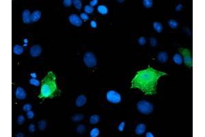 Image no. 1 for anti-Low Density Lipoprotein Receptor Adaptor Protein 1 (LDLRAP1) antibody (ABIN1496688) (LDLRAP1 anticorps)