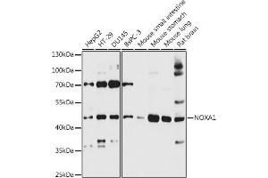 Western blot analysis of extracts of various cell lines, using NOX antibody (3844) at 1:3000 dilution. (NOXA1 anticorps  (AA 140-300))