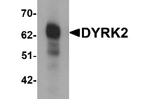 Western blot analysis of DYRK2 in 293 cell lysate with DYRK2 antibody at (A) 1 and (B) 2 µg/mL. (DYRK2 anticorps  (C-Term))
