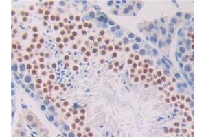 Detection of PNOC in Mouse Testis Tissue using Polyclonal Antibody to Pronociceptin (PNOC)