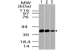 Image no. 1 for anti-PDZ and LIM Domain 1 (PDLIM1) (AA 116-329) antibody (ABIN5027118) (PDLIM1 anticorps  (AA 116-329))