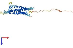 AlphaFold protein structure predicition of Mouse Recombinant Cldn19 Protein, UniprotID Q9ET38