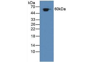 Figure. (HSPD1 anticorps  (AA 172-343))