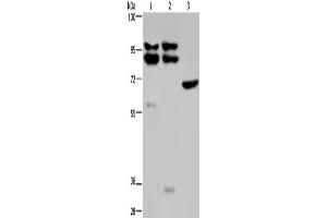 Western Blotting (WB) image for anti-Osteosarcoma Amplified 9, Endoplasmic Reticulum Lectin (OS9) antibody (ABIN2430588) (OS9 anticorps)