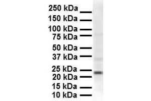 WB Suggested Anti-SOX2 antibody Titration: 1 ug/mL Sample Type: Human Hela (SOX2 anticorps  (N-Term))