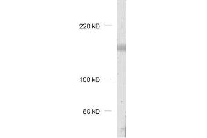 dilution: 1 : 1000, sample: rat brain homogenate