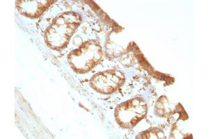 Formalin-fixed, paraffin-embedded Rat Colon stained with Moesin Mouse Monoclonal Antibody (MSN/491).