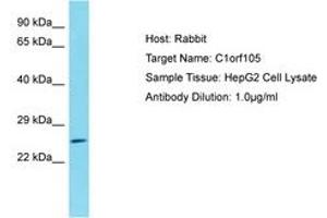 Image no. 1 for anti-Chromosome 1 Open Reading Frame 105 (C1ORF105) (AA 26-75) antibody (ABIN6750732) (C1ORF105 anticorps  (AA 26-75))