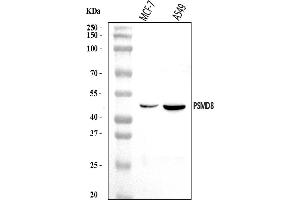 Western blot analysis of PSMD8 using anti-PSMD8 antibody (ABIN7602571).