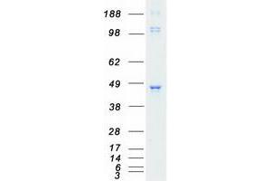 Validation with Western Blot