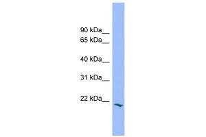 PRRG2 antibody used at 1 ug/ml to detect target protein. (PRRG2 anticorps)