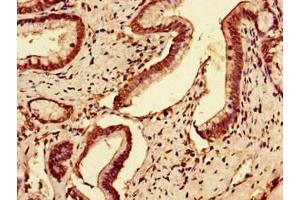 Immunohistochemistry of paraffin-embedded human pancreatic tissue using ABIN7175933 at dilution of 1:100