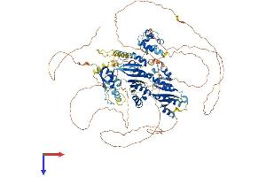 AlphaFold protein structure predicition of Mouse Recombinant Bicc1 Protein, UniprotID Q99MQ1