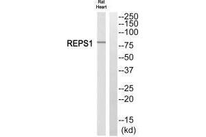 Western blot analysis of extracts from rat heart cells, using REPS1 antibody. (REPS1 anticorps  (C-Term))