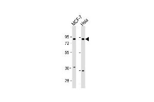 All lanes : Anti-FRS2 Antibody (Center) at 1:1000 dilution Lane 1: MCF-7 whole cell lysate Lane 2: Hela whole cell lysate Lysates/proteins at 20 μg per lane. (FRS2 anticorps  (AA 275-303))