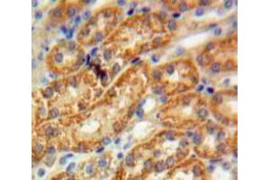 IHC-P analysis of Kidney tissue, with DAB staining. (FUCA1 anticorps  (AA 185-447))