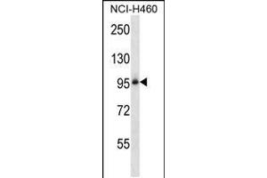 ITGB5 Antibody (N-term) (ABIN657921 and ABIN2846868) western blot analysis in NCI- cell line lysates (35 μg/lane). (Integrin beta 5 anticorps  (N-Term))