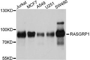 Western blot analysis of extracts of various cells, using RASGRP1 antibody.