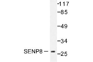Image no. 1 for anti-SUMO/sentrin Specific Peptidase Family Member 8 (SENP8) antibody (ABIN271961) (SENP8 anticorps)