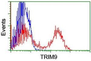 Image no. 1 for anti-Tripartite Motif Containing 9 (TRIM9) (AA 284-669) antibody (ABIN1491324) (TRIM9 anticorps  (AA 284-669))