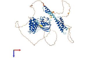 AlphaFold protein structure predicition of Mouse Recombinant Gga3 Protein, UniprotID Q8BMI3