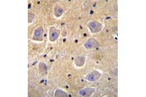 Formalin fixed, paraffin embedded human brain tissue stained with SHISA6 Antibody (N-term) followed by peroxidase conjugation of the secondary antibody and DAB staining.