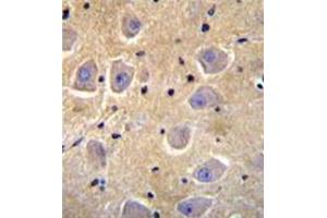 Formalin fixed, paraffin embedded human brain tissue stained with SHISA6 Antibody (N-term) followed by peroxidase conjugation of the secondary antibody and DAB staining. (SHISA6 anticorps  (N-Term))