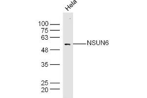 Hela lysates probed with NSUN6 Polyclonal Antibody, Unconjugated  at 1:300 dilution and 4˚C overnight incubation. (NSUN6 anticorps  (AA 51-150))