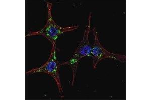 Fluorescent confocal image of HeLa cells stained with SYVN1 antibody. (SYVN1 anticorps  (AA 586-617))