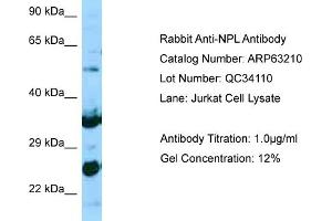 Western Blotting (WB) image for anti-N-Acetylneuraminate Pyruvate Lyase (Dihydrodipicolinate Synthase) (NPL) (N-Term) antibody (ABIN2789414) (NPL anticorps  (N-Term))