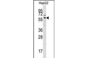 Western blot analysis of anti-GRK7 Antibody (C-term) (ABIN392124 and ABIN2841868) in HepG2 cell line lysates (35 μg/lane). (GRK7 anticorps  (C-Term))