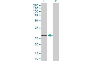 Western Blot analysis of CDKN1A expression in transfected 293T cell line by CDKN1A MaxPab polyclonal antibody. (p21 anticorps  (AA 1-164))